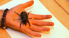 Dreihornkäfer (15).jpg